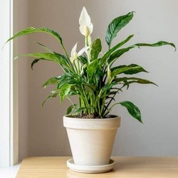 Peace Lily
