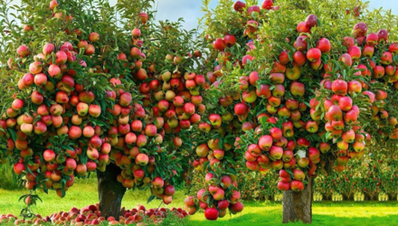 Apple Tree
