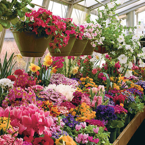 Bloom Valley history image