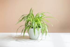 Spider Plant
