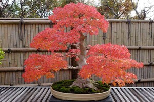 Maple Tree